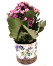 Καλαχόη σε κασπώ floral