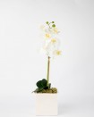 Arrangment with white orchid